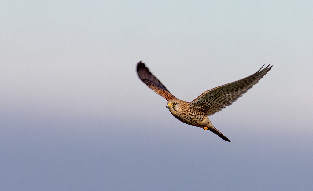 Turmfalke, Keltern 2014